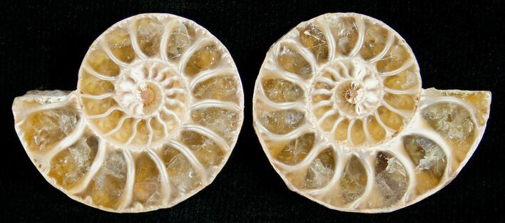 Small Desmoceras Ammonite Pair #5315